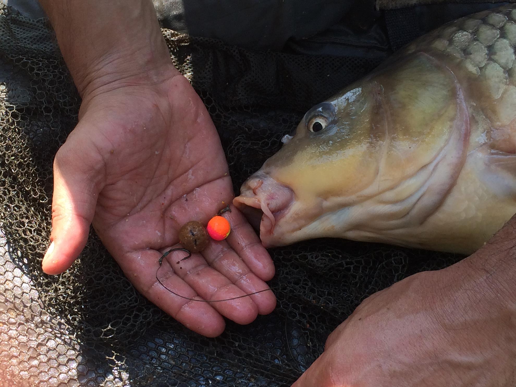 PESCUIT 2014 - img1142.JPG